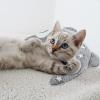 IMIKEYA Comfortable U-Shaped Pet Neck Pillow for Cats and Small Dogs view 4