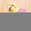 Soft Recovery Collar for Small Pets view 2