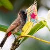 Bird Shredder Toy for Parakeets view 2