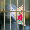 Bird Shredder Toy for Parakeets view 4