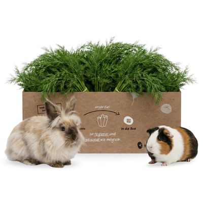 Fresh Dill 3 kg for Small Pets & Rodents – Natural Herb Fresh Food/Supplementary Food for Rabbits, Guinea Pigs & Hares
