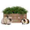 Fresh Dill 3 kg for Small Pets & Rodents – Natural Herb Fresh Food/Supplementary Food for Rabbits, Guinea Pigs & Hares view 1