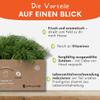 Fresh Dill 3 kg for Small Pets & Rodents – Natural Herb Fresh Food/Supplementary Food for Rabbits, Guinea Pigs & Hares view 3