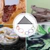 Snake Enrichment Climbing Accessories for Reptiles view 4