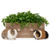 Fresh Flat-Leaf Parsley 2 kg for Small Pets & Rodents – Natural Fresh Food for Rabbits, Guinea Pigs & Hares view 1