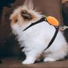 VALICLUD Rabbit Leash view 4
