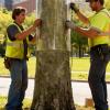 Generic Transparent Self-Adhesive Waterproof Tree Trunk Tape view 2