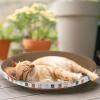 Oval Cat Lounge Bed view 3