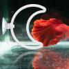 Generico Betta Fish Toy - Interactive Training Ring Set view 3