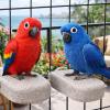 2-Piece Parakeet Accessory Set view 4