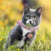 Adjustable Cat Collars with Bells view 4
