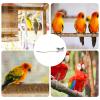 Bird Perch for Parrots and Budgies view 4