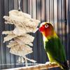 HPZIHUIT Hanging Bird Chew Toy view 2
