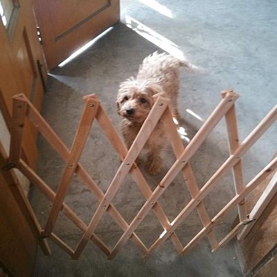 Haofy Retractable Wooden Dog Gate, Adjustable Indoor Gate for Dogs and Small Pets, 24–43 in, Easy Installation, Assorted Color
