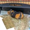 Generic Bunny Mat - Natural and Breathable Pet Pad view 3