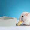HOMSFOU Ceramic Hamster Bowl view 4