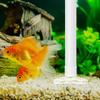 Abaodam Aquarium Pump Duckbill Outlet Pipe view 4