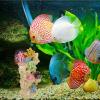 WOONEKY Resin Coral Aquarium Ornament view 3