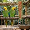 Chew Sticks for Birds - Training and Play Rewards view 3
