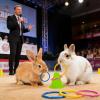 Bunny Toys Interactive Ring Set view 3