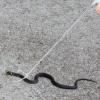 Foldable Stainless Steel Snake Grabber, Silver view 4