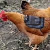 Jisadelio Chicken Saddle - Washable Poultry Protection view 2