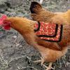 Chicken Saddle for Poultry Protection view 3