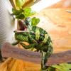 Terrarium Reptile Toy Wooden Stand with Climbing Branch for Lizards view 4