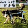 Adjustable Dog Wheelchair with Hind-Leg Support and Protective Pads view 1