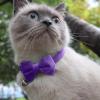 Dog Collar with Bowtie view 2