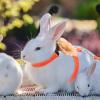 ERINGOGO Adjustable Polyester Rabbit Harness with Leash view 4