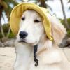 Adjustable Sun Hat for Small Dogs view 3