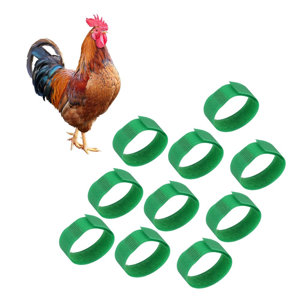 10 Pack Rooster Collars Without Crowing