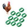 10 Pack Rooster Collars Without Crowing view 1
