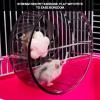 Quiet 13 cm Hamster Wheel for Small Pets view 2