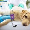 Generic Pet Wrap Bandage - Quick Release Trauma Bandage view 3