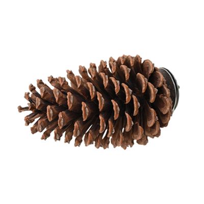 Generic Bird Perch Stand, Pine Cone, 15 x 7 cm | Beak-Grinding Perch