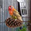 Generic Bird Perch Stand, Pine Cone, 15 x 7 cm | Beak-Grinding Perch view 2