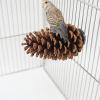 Generic Bird Perch Stand, Pine Cone, 15 x 7 cm | Beak-Grinding Perch view 4