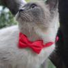 Bow Tie Collar for Dogs | Comfortable Adjustable Cat Collar view 2