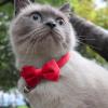 Bow Tie Collar for Dogs | Comfortable Adjustable Cat Collar view 3