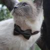 Bow Tie Dog Collar with Bell view 2