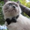 Dog Bowtie Collar - Breathable, Skin-Friendly Collar with Bowtie view 2