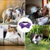 Beiykhera Dog Collar with Bell view 3