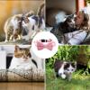 Bow Tie Dog Collar | Adjustable Cat Collar with Removable Bell view 3