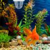 BCOATH Aquarium Hatchery for Fish Breeding view 4
