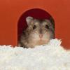 White Paper Small Animal Bedding with Dust Control, 1 Pack view 4
