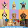 6 Mini Party Hats for Stuffed Animals view 4