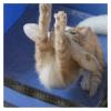 XUJUAN-0227 Pet Drying Box, Foldable Dryer Bag for Cats and Dogs, Green view 4