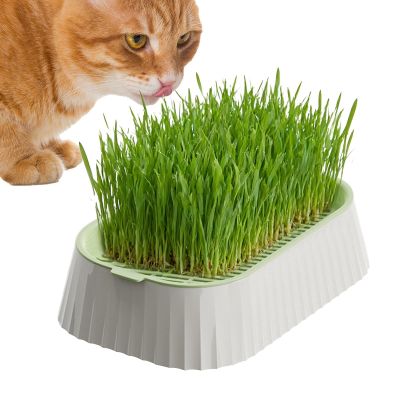 Soil-Free Cat Grass Planter with Catnip Seeds